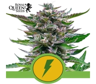 North Thunderfuck Auto | Royal Queen Seeds