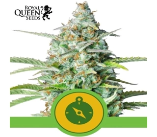 Northern Light Automatic Royal Queen Seeds