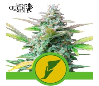 Quick One Auto Royal Queen Seeds