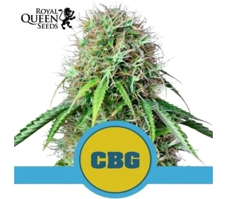Royal CBG Automatic | Royal Queen Seeds