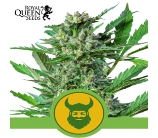 Royal Dwarf Automatic Royal Queen Seeds