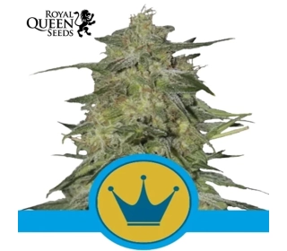 Royal Highness Royal Queen Seeds