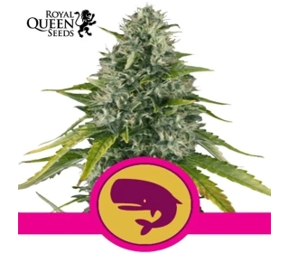 Royal Moby Royal Queen Seeds