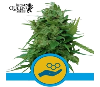 Solomatic CBD Automatic Royal Queen Seeds
