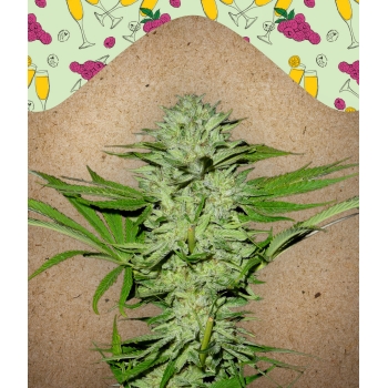 Mimosa Champagne | Female Seeds