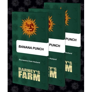 Banana Punch | Barney's Farm
