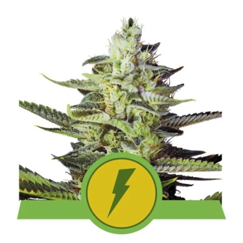North Thunderfuck Auto | Royal Queen Seeds