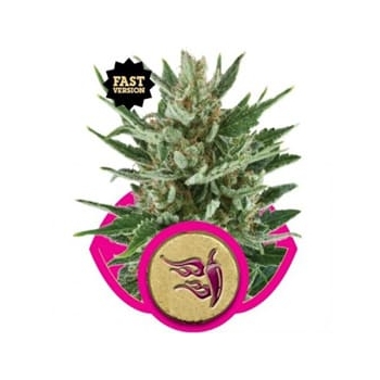 Speedy Chile Fast Royal Queen Seeds