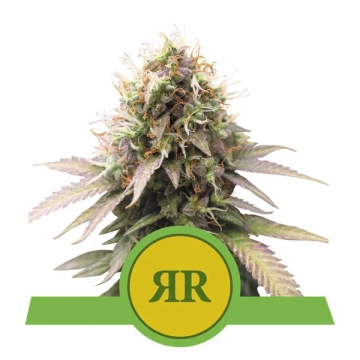 Royal Runtz Automatic | Royal Queen Seeds