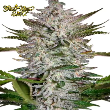 Holy Punch GREEN HOUSE SEEDS