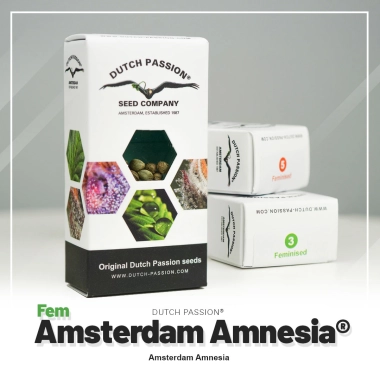 Amsterdam Amnesia oryginalne opakowanie