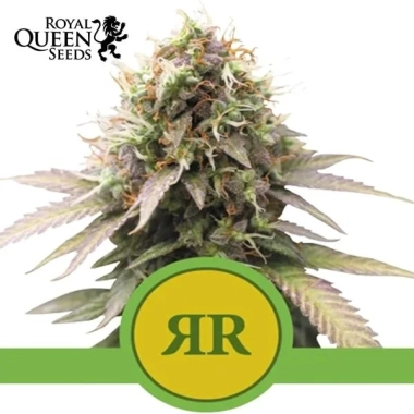 Royal Runtz Automatic | Royal Queen Seeds