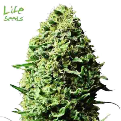 Auto AK 47 | Life Seeds