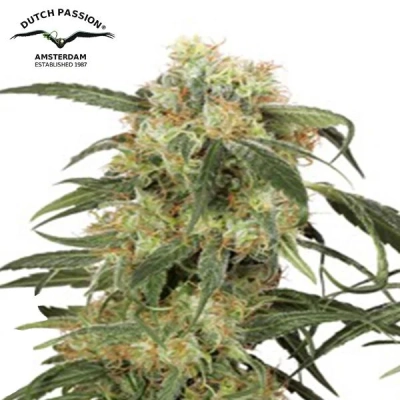 Pamir Gold Dutch Passion