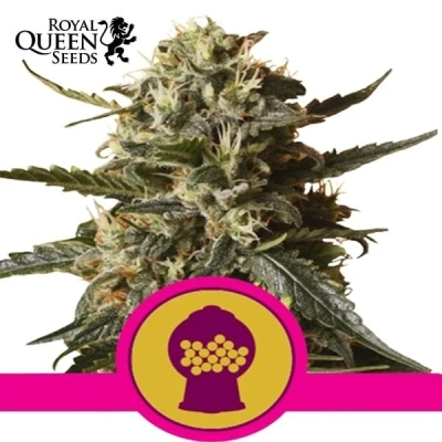 Bubblegum XL Royal Queen Seeds