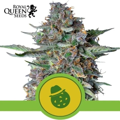 Do-si-dos Automatic | Royal Queen Seeds