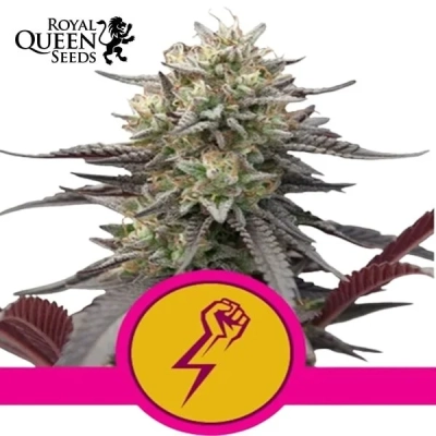 Green Crack Punch Royal Queen Seeds