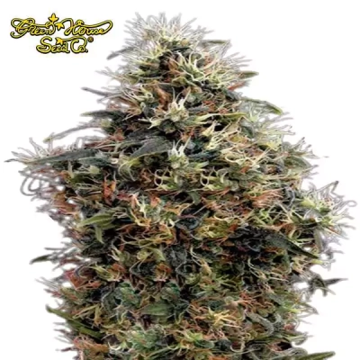 Sweet Mango Automatic Green Hose Seeds