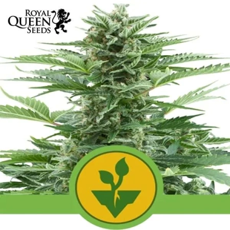 Easy Bud Automatic Royal Queen Seeds