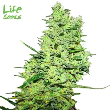 Moby Dick | Life Seeds
