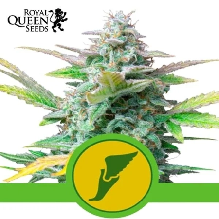 Quick One Auto Royal Queen Seeds