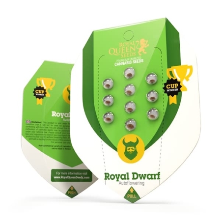 Royal Dwarf Automatic RQS