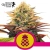 Pineapple Kush Royal Queen Seeds
