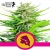 Royal Cheese Fast Royal Queen Seeds