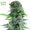 Auto Bruce Banner | Life Seeds