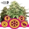 Feminized Mix Royal Queen Seeds