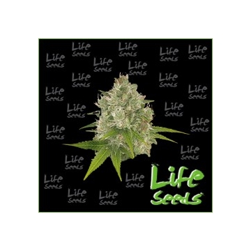 Auto Gorilla Glue | Life Seeds