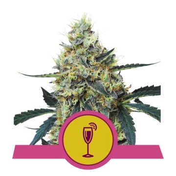 Mimosa | Royal Queen Seeds