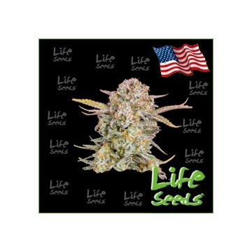 Auto Bruce Banner | Life Seeds