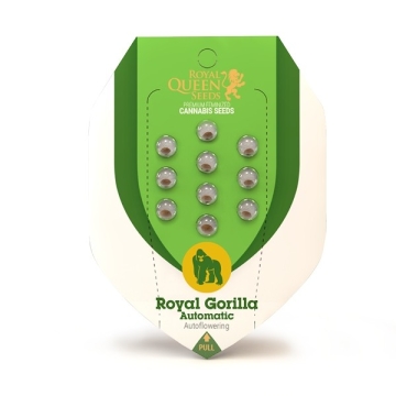 Royal Gorilla Automatic RQS