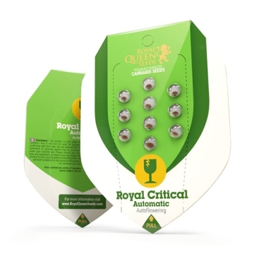 Royal Critical Automatic RQS