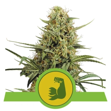 Hulk Berry Automatic | Royal Queen Seeds