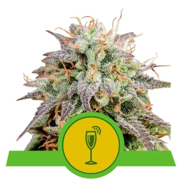 Mimosa Auto | Royal Queen Seeds