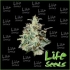 Auto Lemon Skunk | Life Seeds