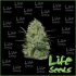 Auto Lowryder2 | Life Seeds